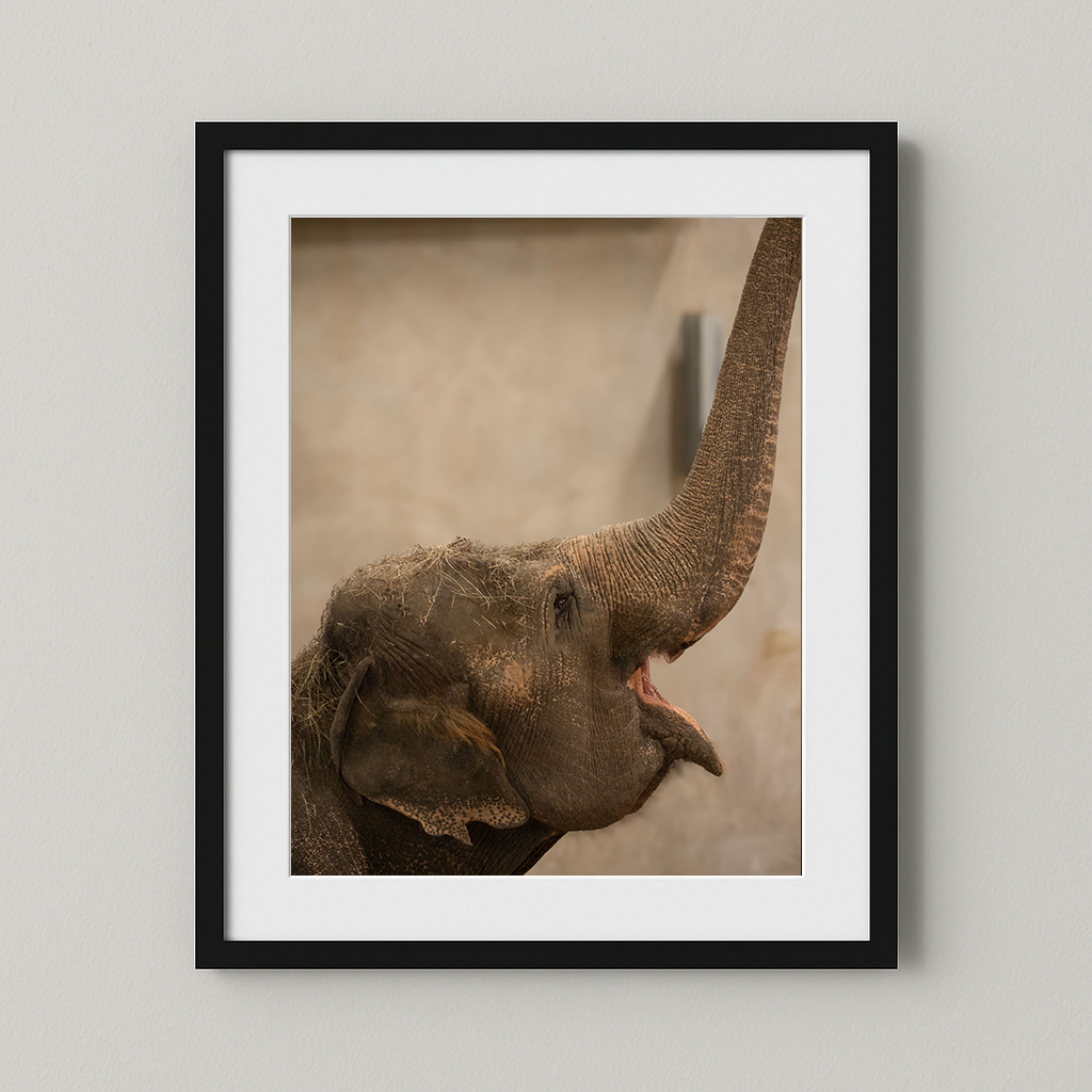 Tulsa Zoo, Sooky The Elephant - High quality Photography Print