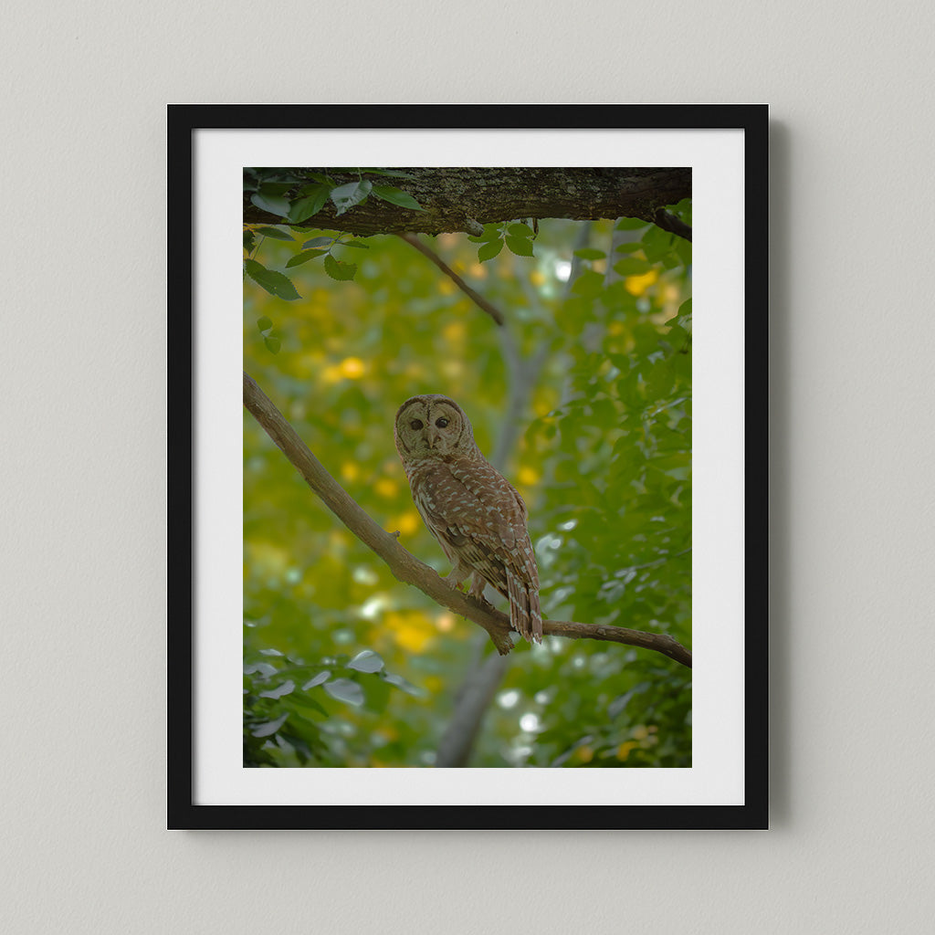 High-Resolution Close-Up of Wild Owl with Sharp Eyes in Natural Habitat