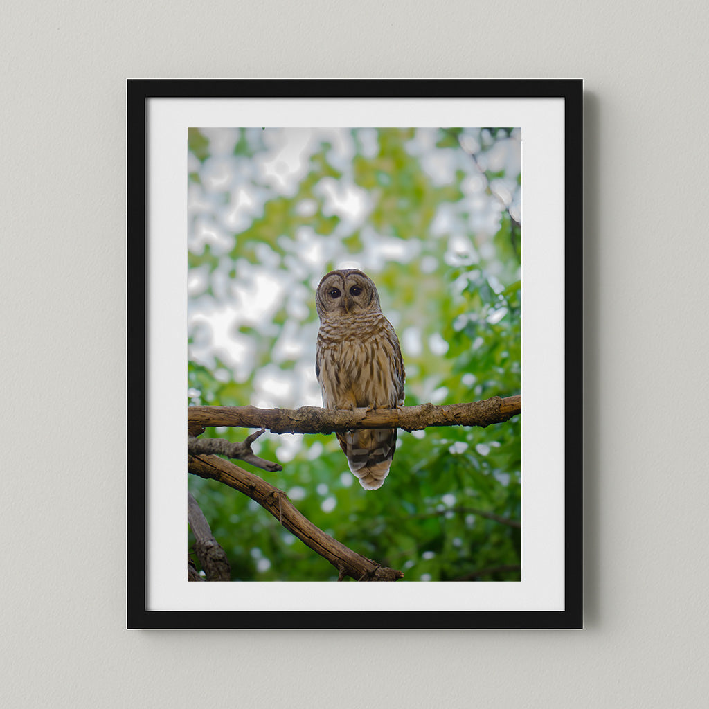 Majestic Owl Perched on Tree Branch – Detailed Feathers, Intense Gaze, Woodland Background