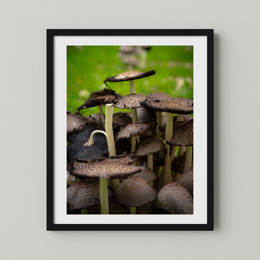 The Mushroom Kingdom - Nature Photography Print