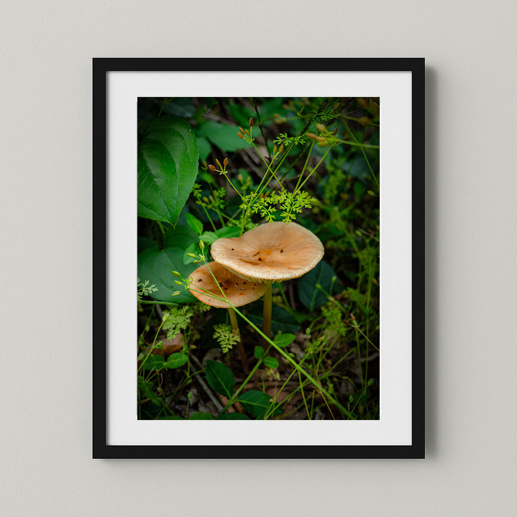 The Double Spore - Russula Emetica - High Quality Photography Print